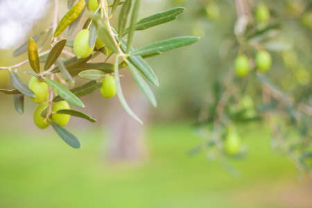 Crop for the production of olive oil close-up. The branches of the olive tree with fruit in the foreground. Natural green background with selective focus.の写真素材