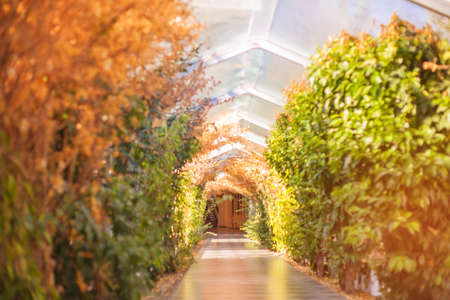 Bushes of plants along a long gallery under a glass roof. Arch of green trees. Plants in architecture design.の写真素材