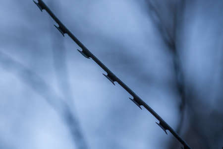 Barbed wire on sky background. Restriction of freedom.の写真素材