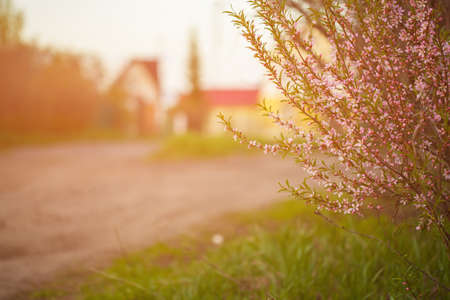 Selective focus natural background of green color. The view from the lower angle to the road surrounded by flowering vegetation. Pink flowers growing along road.の写真素材