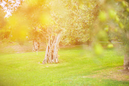 Natural green background with selective focus. Crop for the production of olive oil. The branches of the olive tree with fruit in the foreground. Autumn harvest of olives.の写真素材