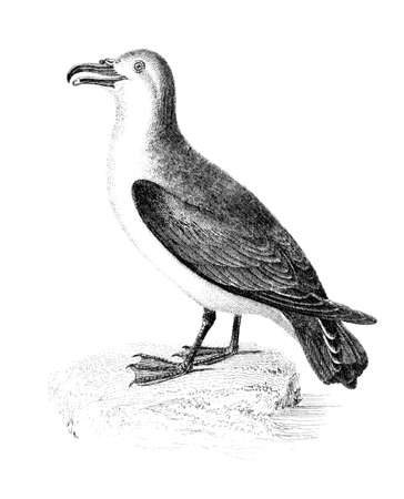 Victorian engraving of a brad-billed prion, or petrel. Digitally restored image from a mid-19th century Encyclopaedia.の写真素材