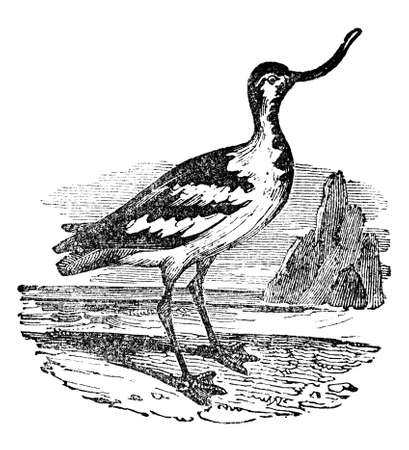 Victorian engraving of a avocet bird. Digitally restored image from a mid-19th century Encyclopaedia.の写真素材