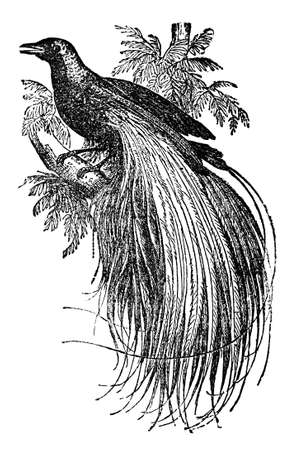 Victorian engraving of a bird of paradise. Digitally restored image from a mid-19th century Encyclopaedia.の写真素材