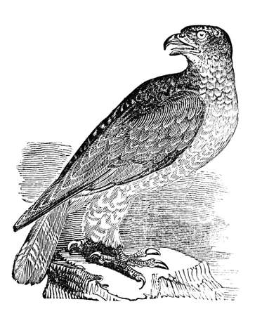 Victorian engraving of a honey buzzard or pern. Digitally restored image from a mid-19th century Encyclopaedia.の写真素材