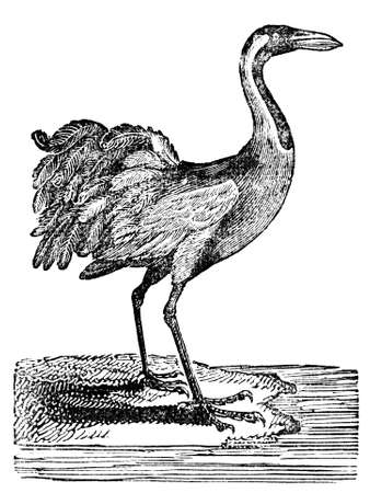 Victorian engraving of a crane. Digitally restored image from a mid-19th century Encyclopaedia.の写真素材
