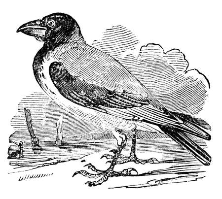 Victorian engraving of a hooded crow. Digitally restored image from a mid-19th century Encyclopaedia.の写真素材
