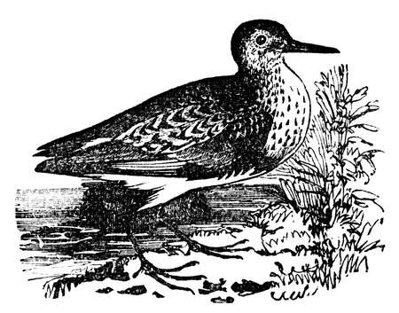Victorian engraving of a dunlin bird. Digitally restored image from a mid-19th century Encyclopaedia.の写真素材