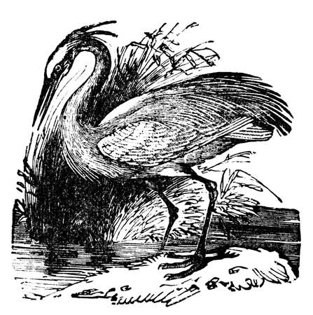 Digitally restored image from a mid-19th century Encyclopaedia.の写真素材