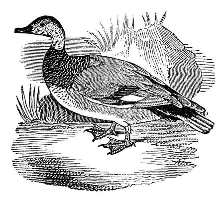 Victorian engraving of a gadwall duck. Digitally restored image from a mid-19th century Encyclopaedia.の写真素材