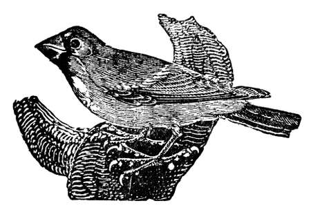 Victorian engraving of a grosbeak bird. Digitally restored image from a mid-19th century Encyclopaedia.の写真素材
