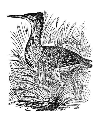 Victorian engraving of a bittern bird. Digitally restored image from a mid-19th century Encyclopaedia.の写真素材
