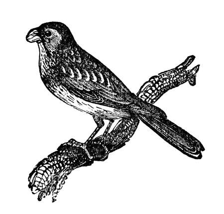 Victorian engraving of a bunting bird. Digitally restored image from a mid-19th century Encyclopaedia.の写真素材