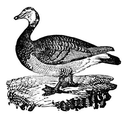 Victorian engraving of a barnacle goose. Digitally restored image from a mid-19th century Encyclopaedia.の写真素材