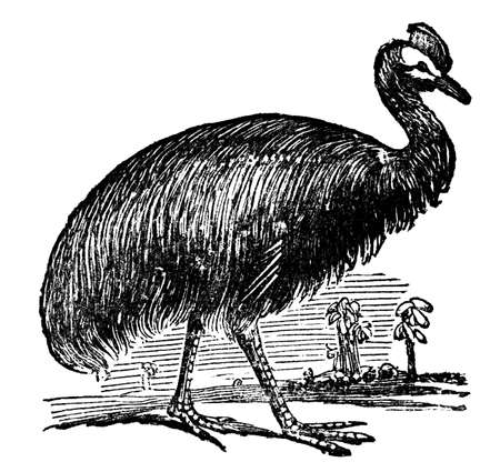 Victorian engraving of a cassowary. Digitally restored image from a mid-19th century Encyclopaedia.の写真素材