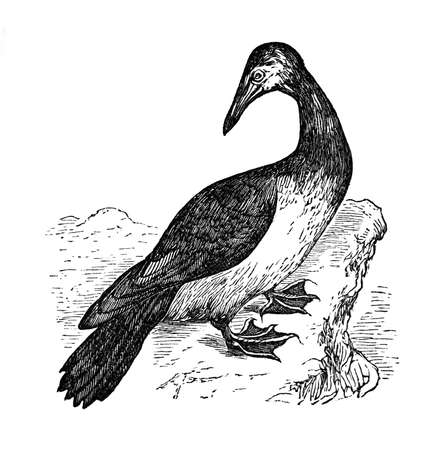 19th century engraving of a boobyの写真素材