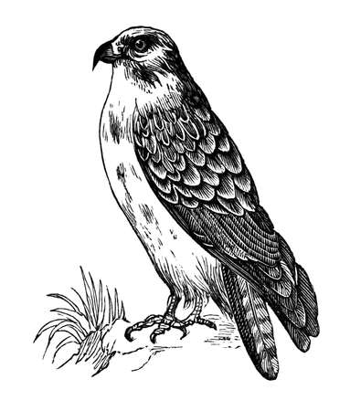 19th century engraving of a buzzardの写真素材