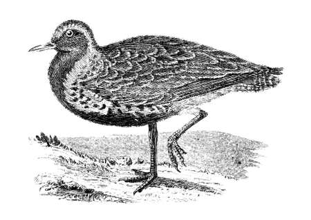 19th century engraving of a Golden Ploverの写真素材