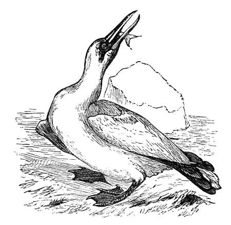 19th century engraving of a gannetの写真素材