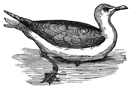 19th century engraving of a black-backed seagullの写真素材