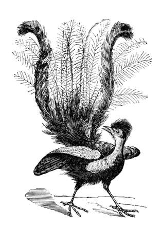 19th century engraving of a lyrebirdの写真素材