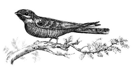 19th century engraving of a chupacabra birdの写真素材