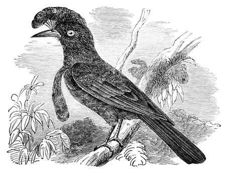 19th century engraving of an umbrellabirdの写真素材