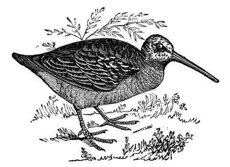 19th century engraving of a woodcock birdの写真素材