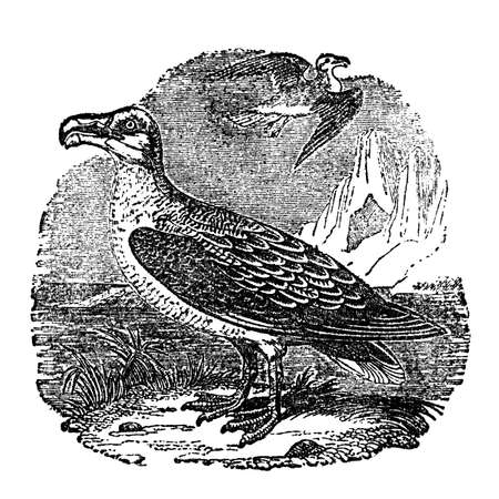 Victorian engraving of an albatross. Digitally restored image from a mid-19th century Encyclopaedia.の写真素材