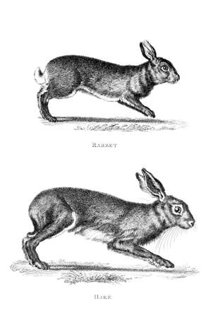 Victorian engraving of a rabbit and hare. Digitally restored image from a mid-19th century Encyclopaedia.の写真素材