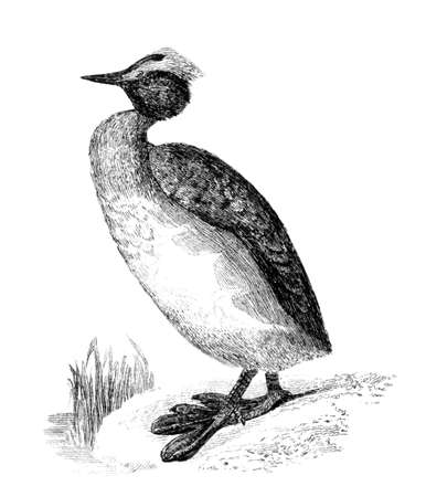 Victorian engraving of a horned grebe. Digitally restored image from a mid-19th century Encyclopaedia.の写真素材