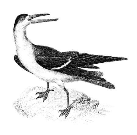 Victorian engraving of a black skimmer bird. Digitally restored image from a mid-19th century Encyclopaedia.の写真素材