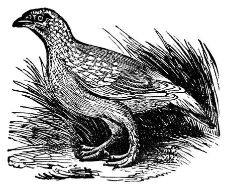 Victorian engraving of a grouse. Digitally restored image from a mid-19th century Encyclopaedia.の写真素材