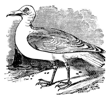 Victorian engraving of a herring gull. Digitally restored image from a mid-19th century Encyclopaedia.の写真素材