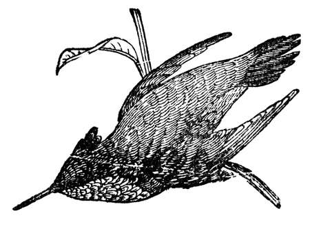 Victorian engraving of a hummingbird. Digitally restored image from a mid-19th century Encyclopaedia.の写真素材