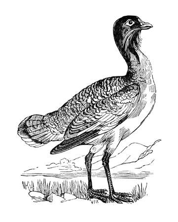 19th century engraving of a bustardの写真素材