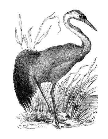 19th century engraving of a craneの写真素材