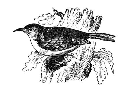 19th century engraving of a treecreeperの写真素材