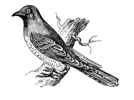 19th century engraving of a cuckooの写真素材