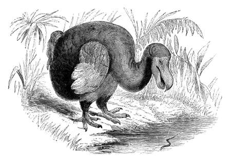 19th century engraving of a dodo birdの写真素材