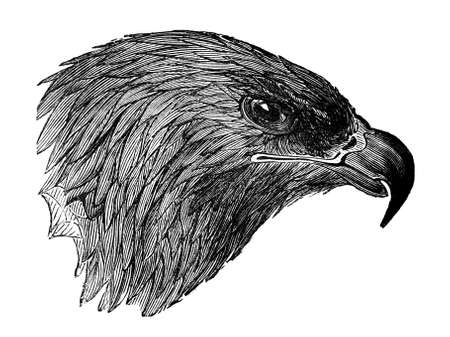 19th century engraving of a golden eagleの写真素材