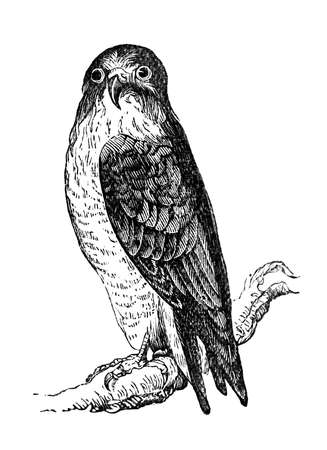 19th century engraving of a peregrine falconの写真素材