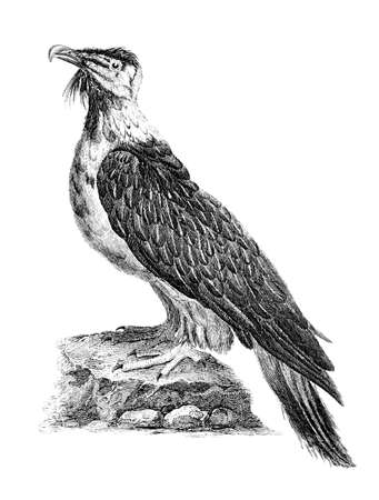 Victorian engraving of a bearder eagle. Digitally restored image from a mid-19th century Encyclopaedia.の写真素材