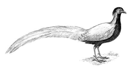 19th century engraving of a silver pheasantの写真素材