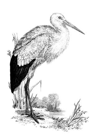 19th century engraving of a storkの写真素材