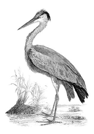 19th century engraving of a heronの写真素材