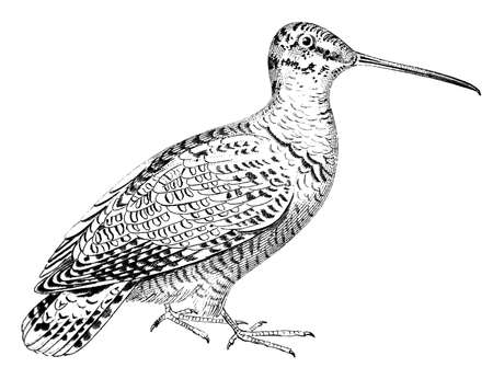 19th century engraving of a snipeの写真素材