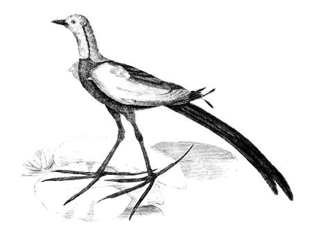 19th century engraving of a Chinese Jacanaの写真素材