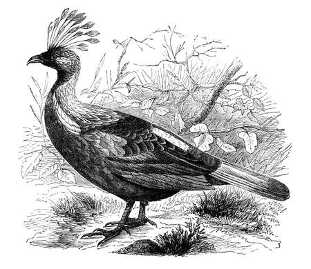 19th century engraving of an Impeyan Pheasantの写真素材