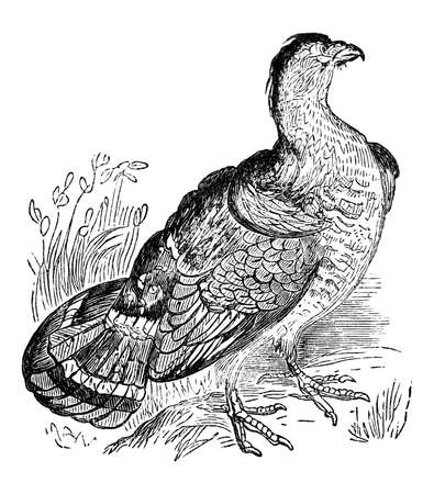 19th century engraving of a grouseの写真素材
